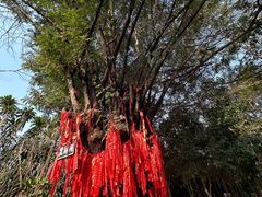 -瑞丽独树成林风景区
