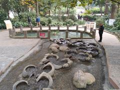 -成都市活水公园