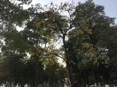 -海珠湖公园