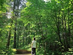 -汤旺河林海奇石景区