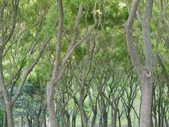 -大兴滨河森林公园