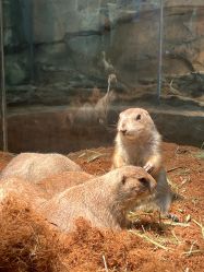 -Zoolung Zoolung动物主题公园(海信广场店)