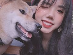 -柴犬高等学院·狗咖·柴犬售卖·宠物训练
