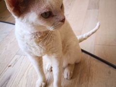 -CAT’S MEWSTAR CAFE·喵星球猫屋(晴湾咖啡店)