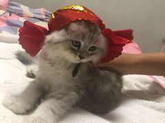 -喜多萌中农锦绣动物医院24H·猫科·牙科MRI·CT