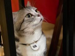 -咖法森林·咖啡  酒吧(天河店)