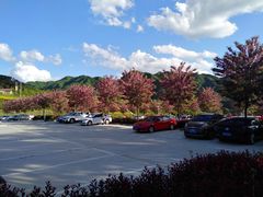 -王顺山国家森林公园