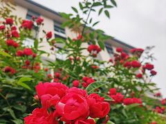 -无锡师范学校附属小学(学前街校区)