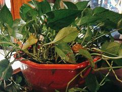 -八府香鸭·啫啫煲(华山路店)