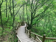 -大岭沟猕猴桃谷风景区