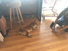 -柴犬高等学院·狗咖·柴犬售卖·宠物训练