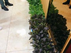 有机蔬菜-丁老爷子苏香圆