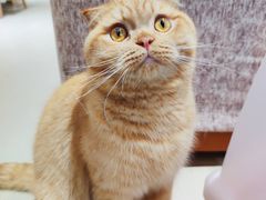 -藏猫猫咖啡主题馆(中央大道店)