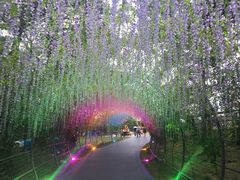 -大塘金香草谷
