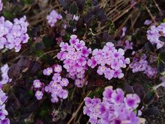 -胡里山炮台