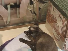 -momokira米努特·德文卷毛猫·棉花面纱犬