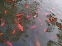 -北京国家会计学院