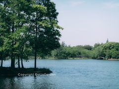 -上海共青森林公园