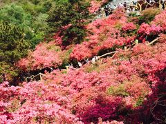 -木兰云雾山
