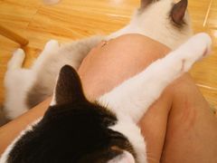 -momokira米努特·德文卷毛猫·棉花面纱犬