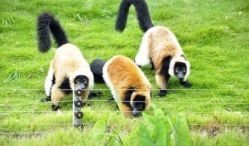 -萌宠亲子动物乐园(槐房万达店)