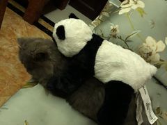 -瑞派雷欧宠物医院·24h夜诊·心脏骨科牙科·全科重症转诊中心(无影山店)