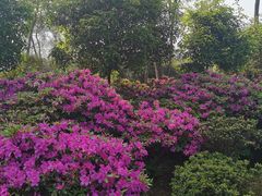 -南山植物园