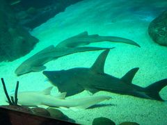 -悉尼海洋生物水族馆