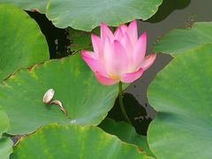 -天津东丽湖风景区