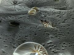 -青岛贝壳博物馆