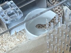 -酷以爬仙阁实体爬宠店·守宫·蜥蜴·专业繁育