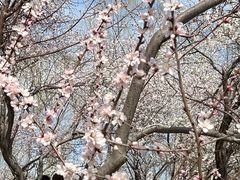-桃花堤公园