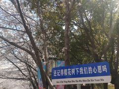 -高东镇樱花园