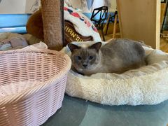 -滚猫咖啡·猫咖·猫友好撸猫(未来城店)