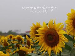 -映月湖中央公园