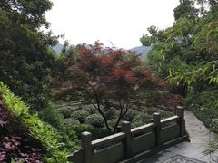 -十八棵（老龙井）御茶园(老龙井店)
