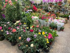 -双季花艺园艺市场(浦东店)