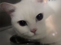 -美联众合动物医院·24h转诊中心