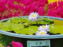 -广州莲花山旅游区