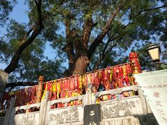 -大槐树寻根祭祖园