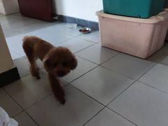 -瑞派动物医院·猫专科·至诚(江南中分院)