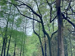 -缙云山景区