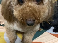 -米苏动物医院·犬猫专科·骨科外科内窥镜