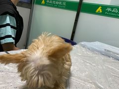 -半岛宠物医院24小时(科华中路店)