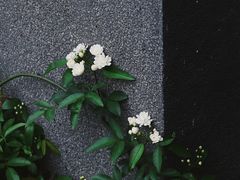 -四川大学(望江校区)