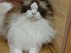 -滚猫咖啡·猫咖·猫友好撸猫(未来城店)