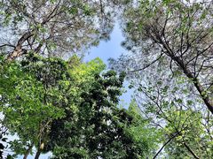 -铁山坪森林公园