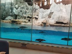 -帝企鹅自助餐厅•儿童岛•真企鹅(长隆企鹅酒店)