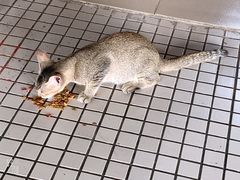 -ခြောက်ထပ်ကြီးရွှေသာလျောင်းဘုရားကြီး