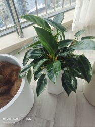 -HEYAN荷妍专业脱毛连锁机构
